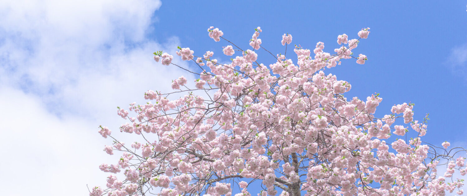 株式会社ハルネオ